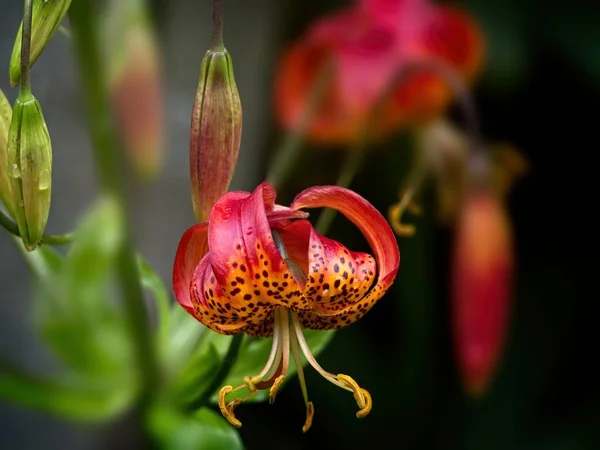 Tiger lily (lilyum lancifolium ) — Stok fotoğraf