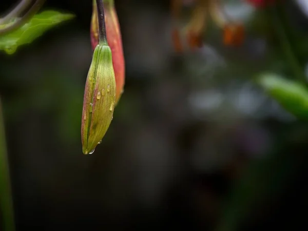 Lírio-tigre (Lilium lancifolium  ) — Fotografia de Stock
