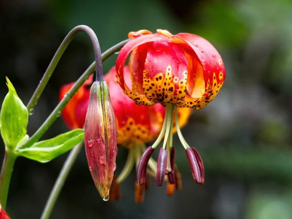 Тигровая лилия (Lilium lancifolium  ) — стоковое фото