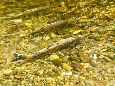 Somon çalıştırmak