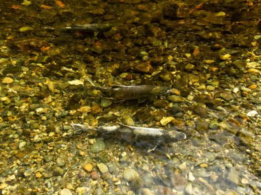 Somon çalıştırmak