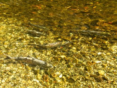 Somon çalıştırmak