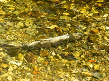 Somon çalıştırmak