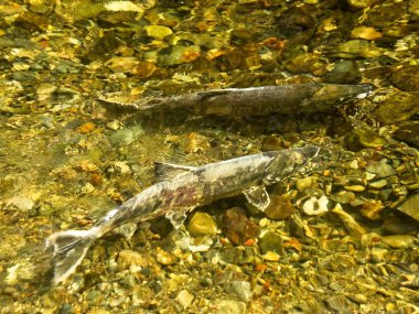 Somon çalıştırmak