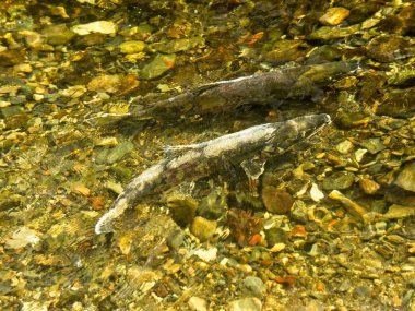 Somon çalıştırmak