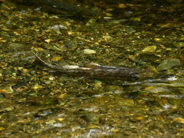 Somon çalıştırmak