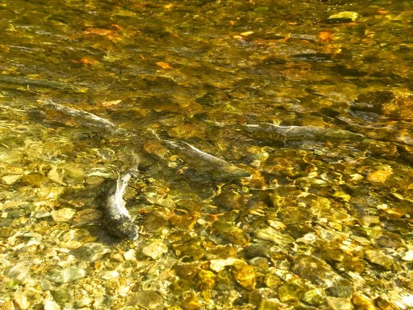 Correr salmón — Foto de Stock