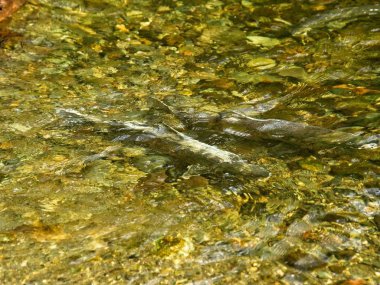 Somon çalıştırmak