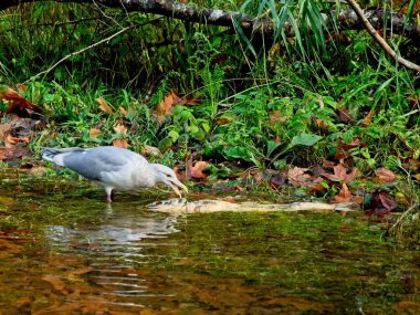 Somon çalıştırmak