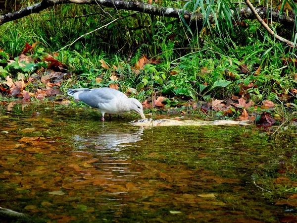 Salmon run