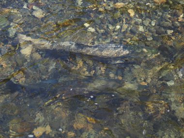 Somon çalıştırmak