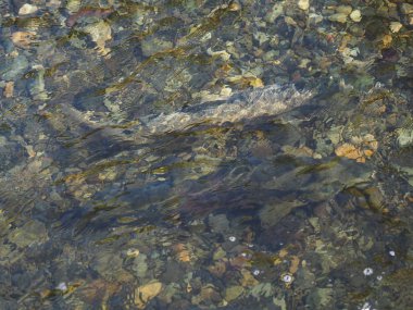 Somon çalıştırmak