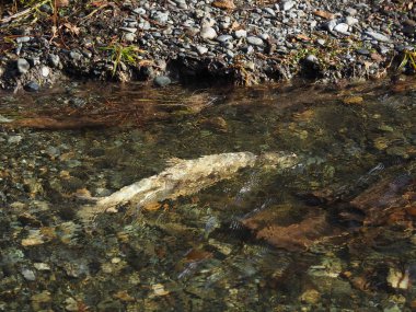 Somon çalıştırmak