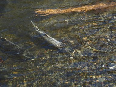 Somon çalıştırmak