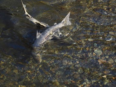 Somon çalıştırmak