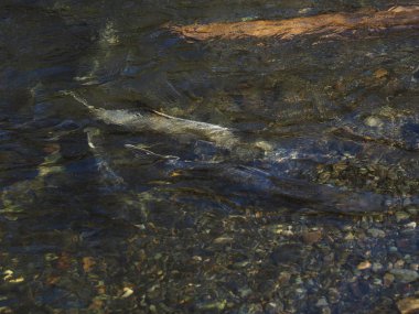 Somon çalıştırmak