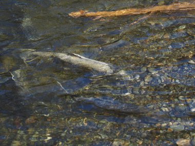 Somon çalıştırmak