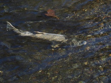 Somon çalıştırmak