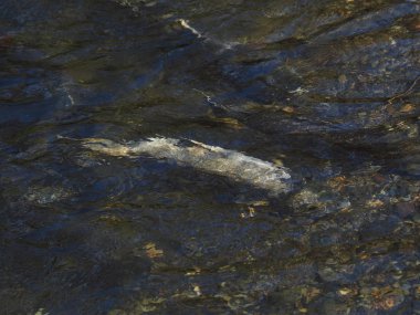 Somon çalıştırmak