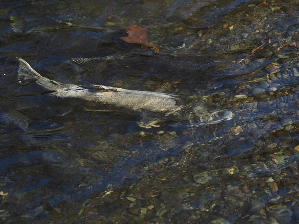 Somon çalıştırmak