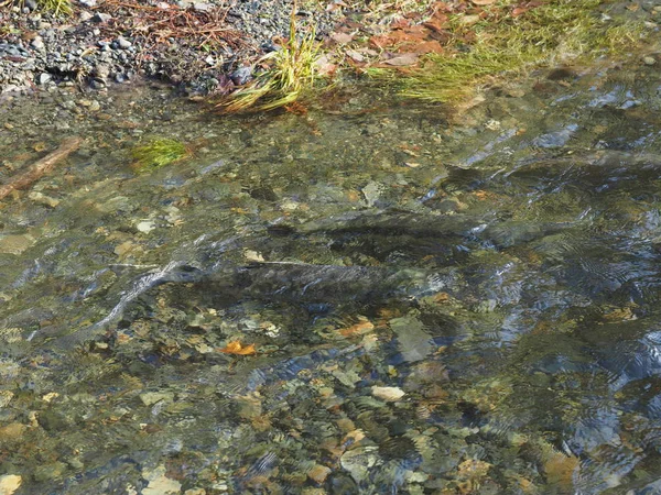 Correr salmón — Foto de Stock