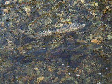 Somon çalıştırmak