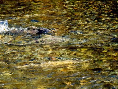 Somon çalıştırmak