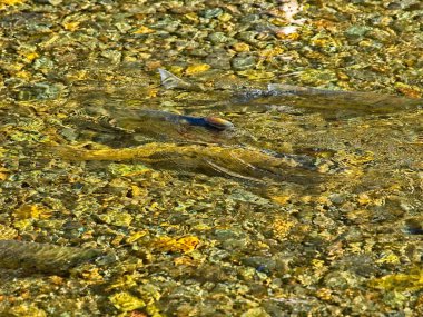 Somon çalıştırmak