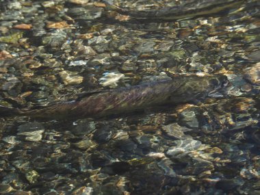 Somon çalıştırmak