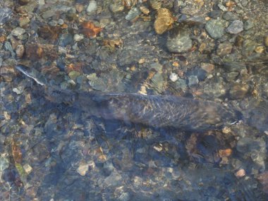 Somon çalıştırmak