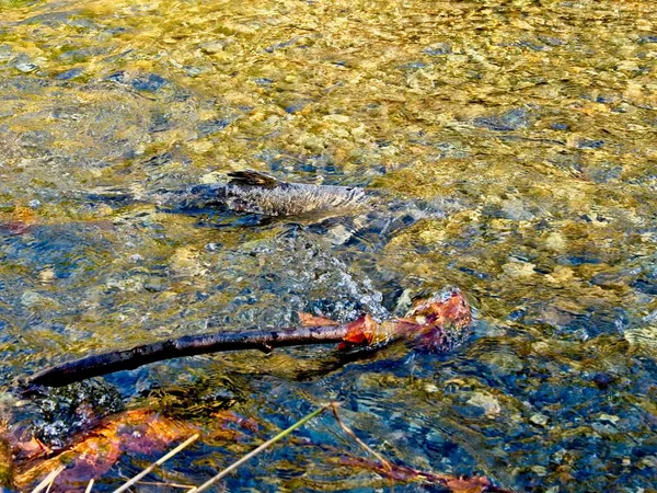 Corsa al salmone — Foto Stock