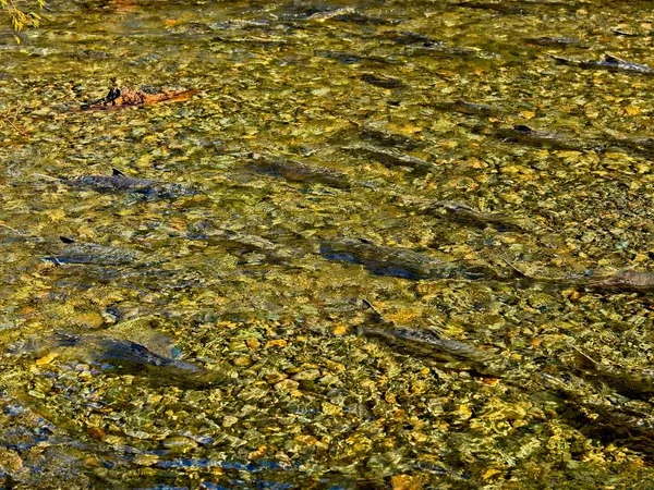 Correr salmón — Foto de Stock