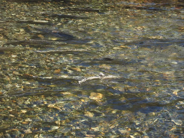 Correr salmón — Foto de Stock