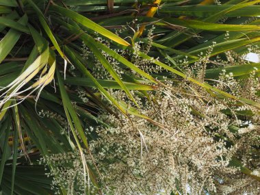 Lahana palmiye ağacı (Sabal Palm)