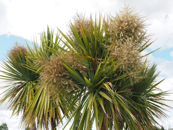 Cabbage palm tree (Sabal Palm)