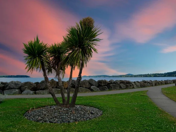 Palmera de col (Sabal Palm ) — Foto de Stock