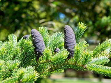 Kore Köknar (Abies koreana)