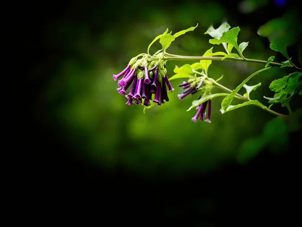 Пурпурный Иохромный Цианум Цветущее Декоративное Растение Цветущее Весной — стоковое фото