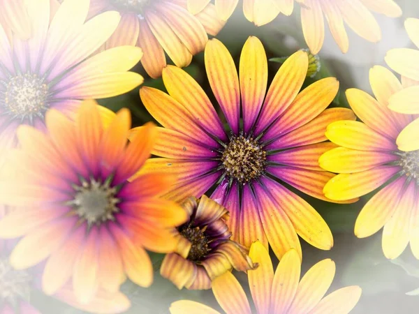 Rudbeckia Flowers Ornamental Yellow Reddish Daisy Blooming Early Summer — Stock Photo, Image