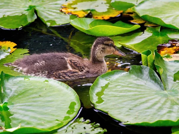 Young Ducklings Swim Pond Covered Water Lily Leaves — Stock Photo, Image