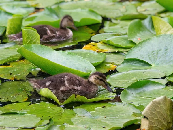 幼鸭在荷叶覆盖的池塘里游来游去 — 图库照片
