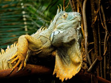 Yeşil iguana sakince kameraya bakıyor, yakın plan.