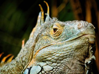Yeşil iguana sakince kameraya bakıyor, yakın plan.