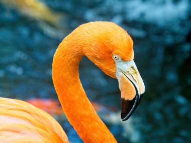 Pembe flamingo mavi su arka planına yakın plan