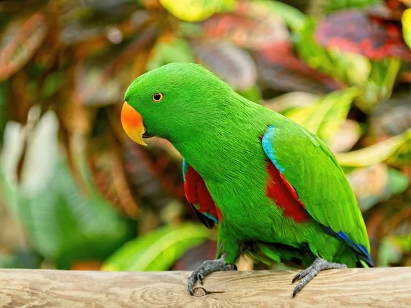 Man Eclectus Papegaai Neergestreken Tak Midden Van Weelderig Groen — Stockfoto