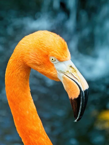 Flamingo Rosa Close Contra Fundo Água Azul — Fotografia de Stock