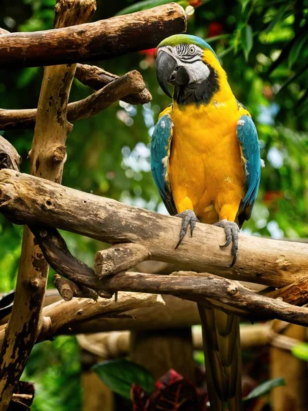 Blue Yellow Macaw Perched Branch Amidst Lush Greenery — Stock Photo, Image