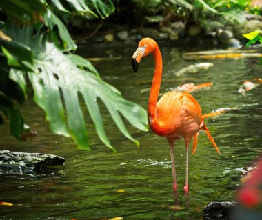 Flamingo, yemyeşil yemyeşil sularda yüzüyor.