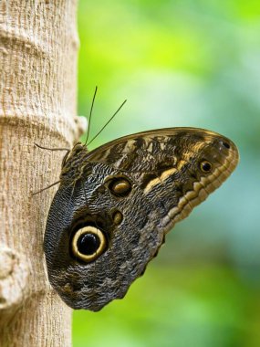 Bambu sapında oturan dev baykuş kelebeği.