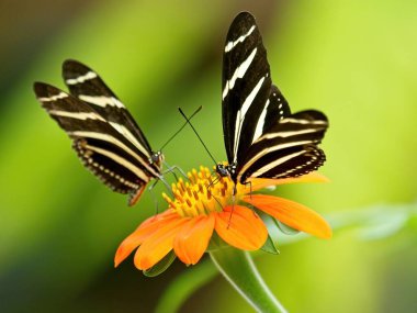 Bulanık arkaplana karşı sarı çiçek üzerinde Zebra Kelebekleri (Heliconius charithonia) çifti